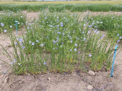 Click for 1 image(s) for this accession.